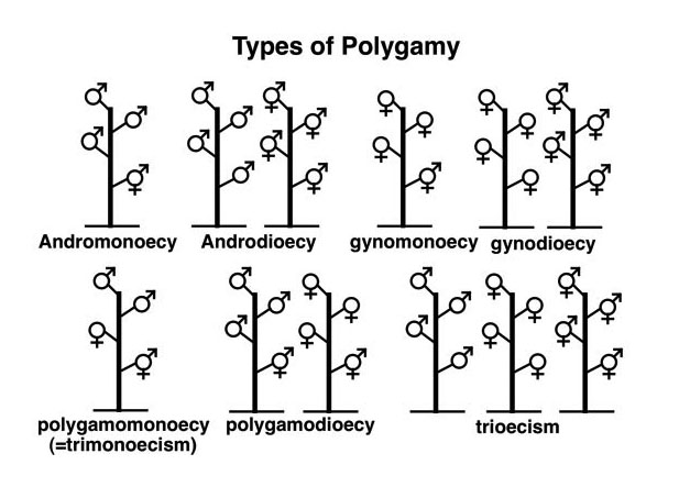 polygamy-1