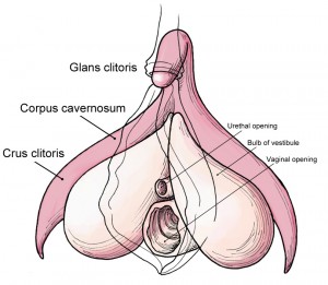 Clitoris-anatomy